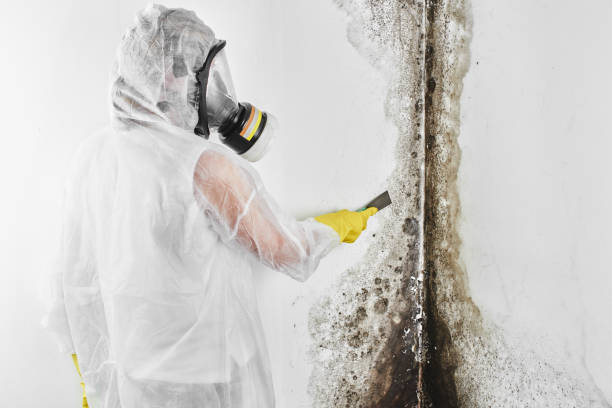 Best Black Mold Remediation in Coal Valley, IL