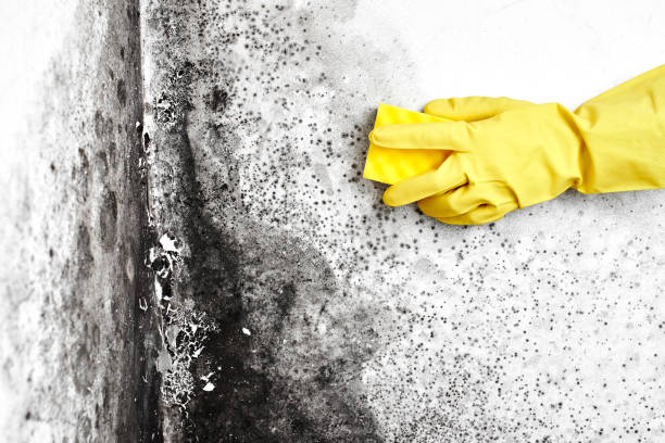 Best Bathroom Mold Remediation in Coal Valley, IL