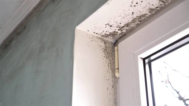 Best Emergency Mold Remediation in Coal Valley, IL