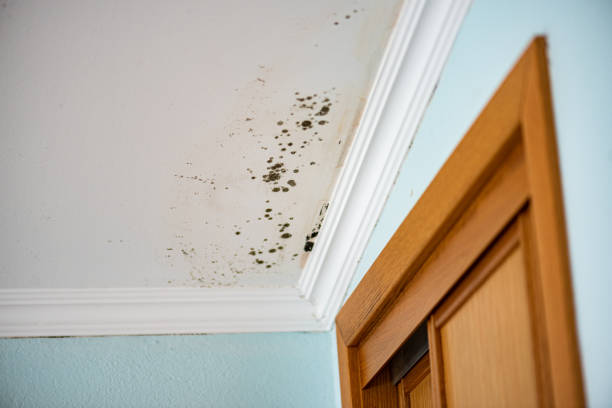 Coal Valley, IL Mold Remediation Company