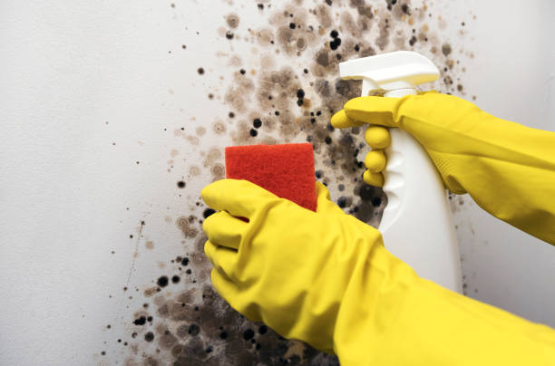 Best Commercial Mold Remediation in Coal Valley, IL