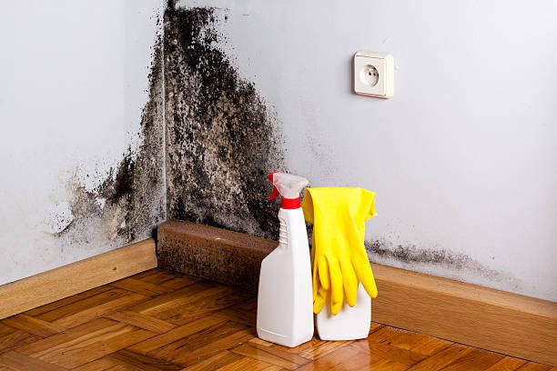 Best Bathroom Mold Remediation in Coal Valley, IL
